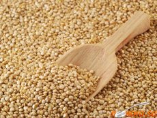 Киноа Киноа