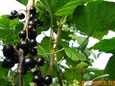 Смородина черная - нажмите, чтобы увидеть в полном размере Смородина черная