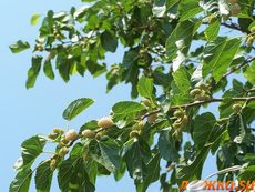 Шелковица белая - нажмите, чтобы увидеть в полном размере Шелковица белая