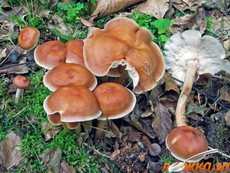 Коллибия изогнутая Коллибия изогнутая