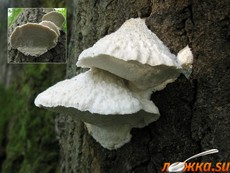 Аурантипорус расщепляющийся Аурантипорус расщепляющийся