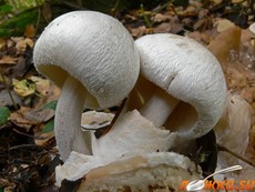 Вольвариелла паразитическая Вольвариелла паразитическая