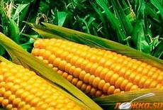 Вареная кукуруза в микроволновке