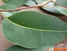 Листья эвкалипта