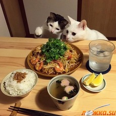 Еда для кошек "Из того, что есть"