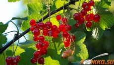 ������� ���������