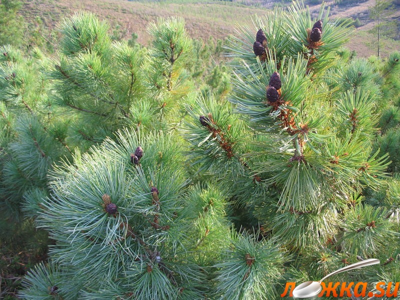 Кедровый стланик фото и описание. Кедровый стланик (Pinus pumila). Сосна Кедровая стланиковая Глаука. Кедровый стланик дальнего Востока. Кедровый стланик Байкал.