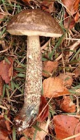 ������������ ����������