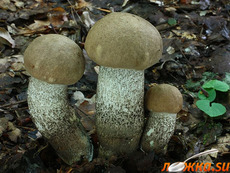 ������������ �����������