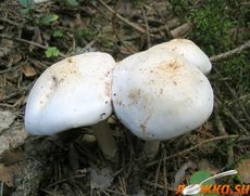 Коллибия пятнистая