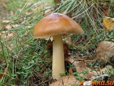 �������� �����-����������