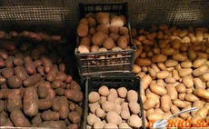 Как правильно хранить картофель в погребе