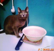 Салатик для кошки с креветками
