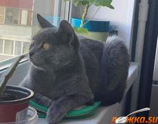 ��� ��� ����